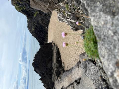 Quiet sandy cove framed by dark volcanic rocks with pink wildflowers blurred in the foreground and the sea in the distance.