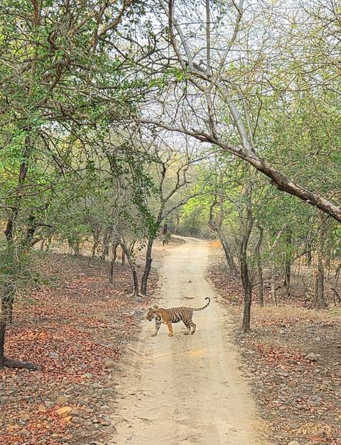 Wild tiger crosses a dirt track in a dry forest of Ranthambore National Park.