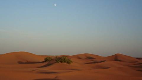 Soft evening light over rolling orange sand dunes with a small patch of greenery and the moon high in a clear blue sky.
