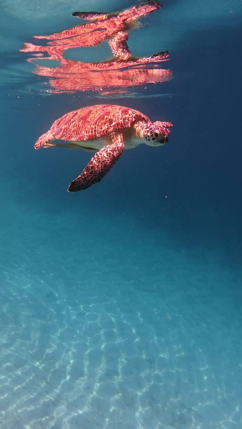 Underwater close-up of a sea turtle’s flipper amid clear blue water