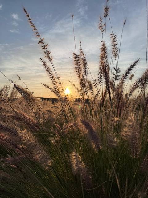 Golden sun setting behind tall feathery grass creating a warm, tranquil scene.