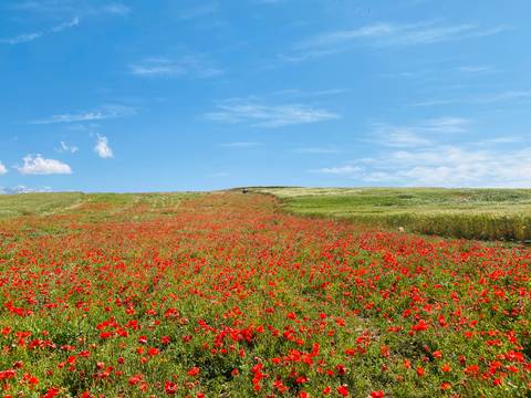 Expansive red poppy field rising toward a bright blue sky with a few clouds.