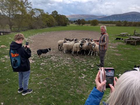 Farmer demonstrates sheep-dog herding with a flock while tourists take photos in a pasture.