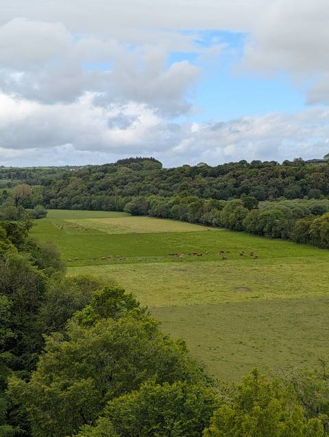 Pastoral valley of green fields dotted with grazing cattle and surrounded by woodland.