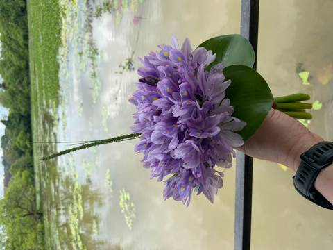 Hand holds a bouquet of purple water hyacinth flowers over a calm lily-covered lake.