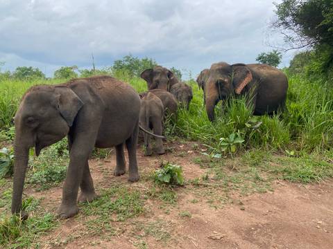 Small herd of wild elephants grazing in lush green scrubland
