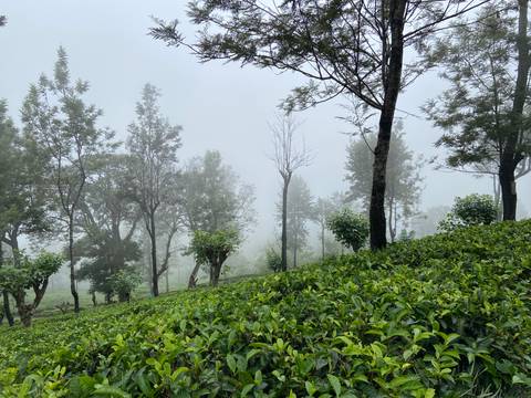 Mist-covered tea bushes and tall trees on a foggy hillside plantation