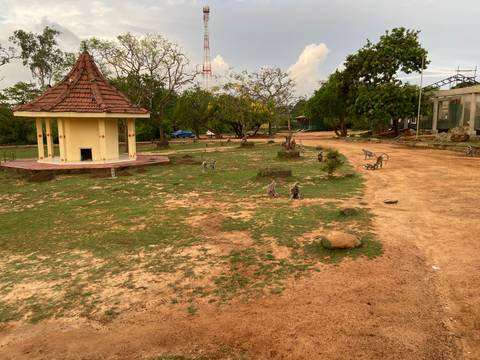 Open parkland with scattered monkeys near a small pavilion and dirt track