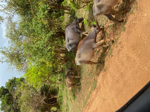 Water buffalo grazing beside a dirt safari track and low shrubs