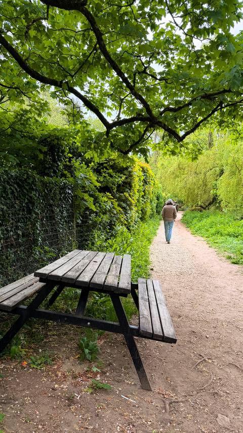 A lone walker follows a leafy gravel path bordered by lush green foliage and rustic fencing.