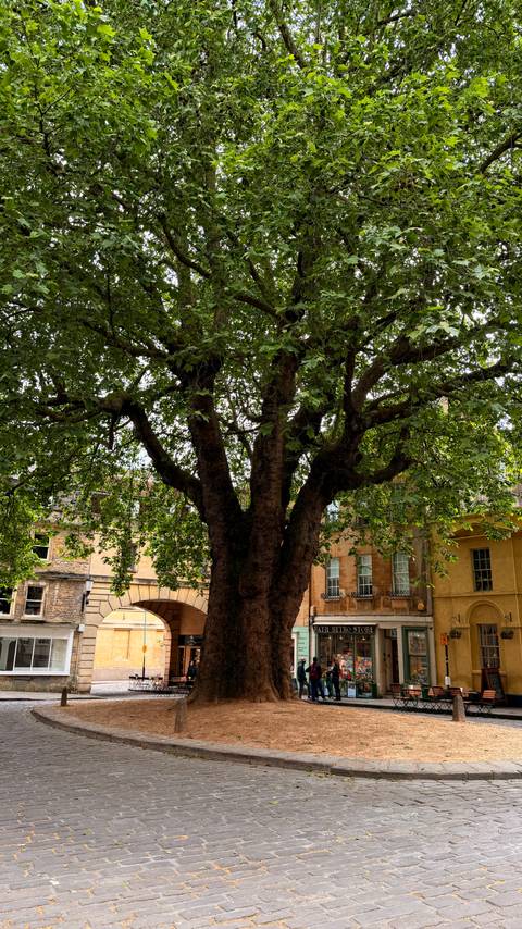 A mature leafy tree spreads wide branches in front of historic golden-stone buildings.