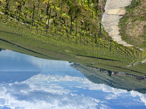 Terraced Lavaux vineyards cascading toward the calm blue waters of Lake Geneva with distant snowy peaks.