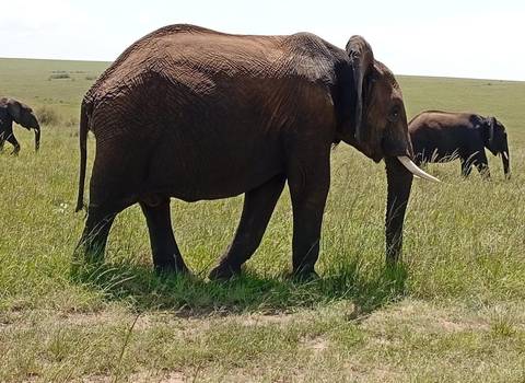 Large African elephant with tusks foraging in tall green grass while others wander behind.