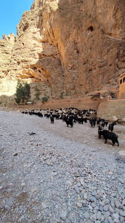 From Marrakech: 3 Day Round Trip From Marrakech and Back Via Merzouga Desert & Camel Trek customer review photo