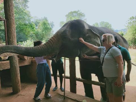 Tourists gently stroke a large Asian elephant inside a shaded sanctuary enclosure.