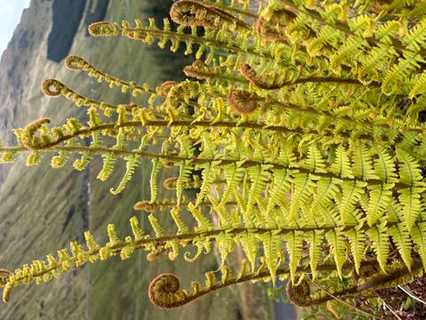 Close-up of unfurling green fern fronds with Scottish hills softly blurred behind.