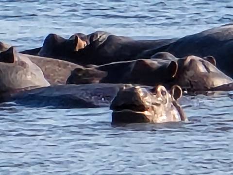Close-up of hippos partially submerged in river water, image somewhat noisy.