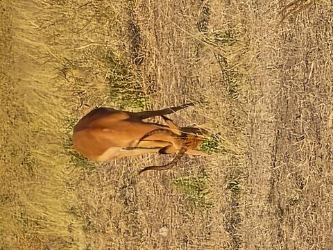Antelope with curved horns grazes in dry grassland in warm light.