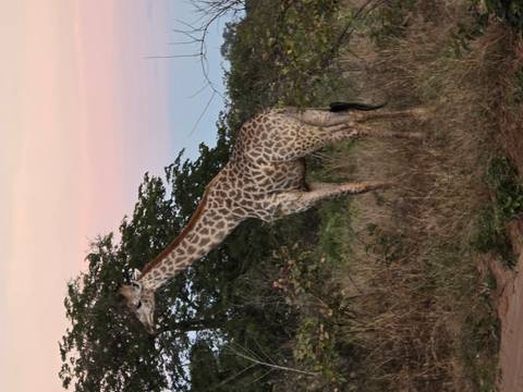 Giraffe stands among trees at dusk with pastel sky.