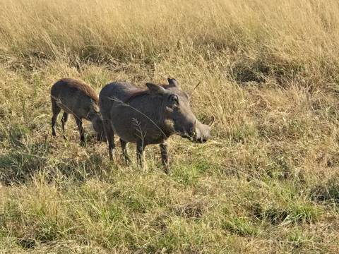 Two warthogs grazing in tall golden savannah grass.