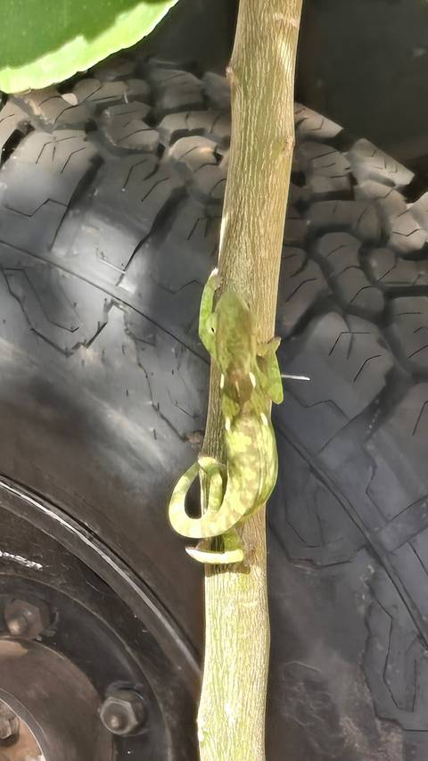 Close-up of a green chameleon clinging to a piece of wood beside a vehicle tyre.