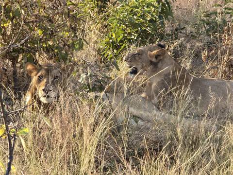 Two lions resting in tall grass, one yawning widely.