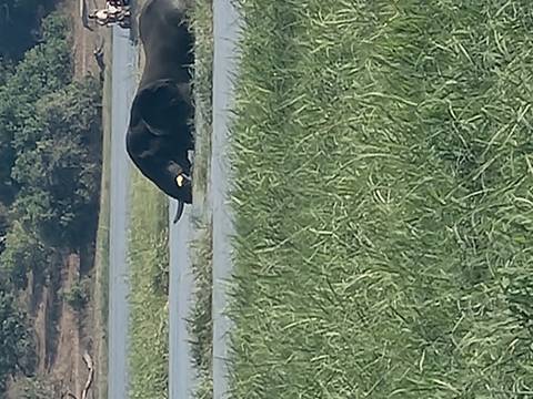 Distant elephant almost submerged while swimming across a river channel.