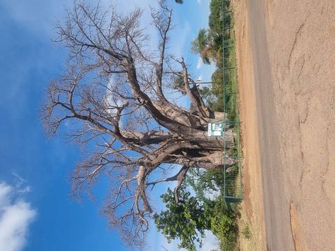 Massive leafless baobab tree towering beside a roadside fence under blue sky.