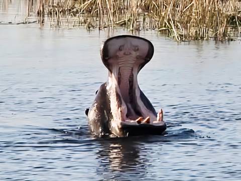 Hippo with mouth wide open emerging from calm river water.