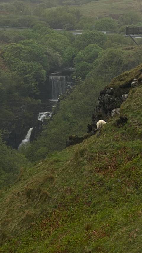 A lone white sheep grazes on a steep, moss-covered hillside overlooking a lush gorge with a cascading waterfall in the Scottish Highlands.