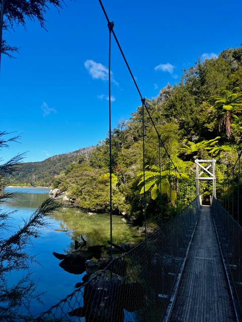 Suspension bridge crossing calm river surrounded by lush forest and bright ferns