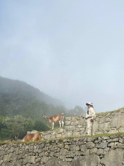 A man in outdoor gear stands on a foggy mountain slope beside two llamas, with forested hills fading into mist behind him.