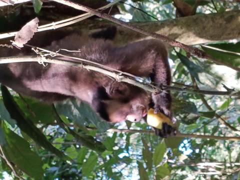 Capuchin monkey perched on a branch eating fruit in dense jungle foliage.