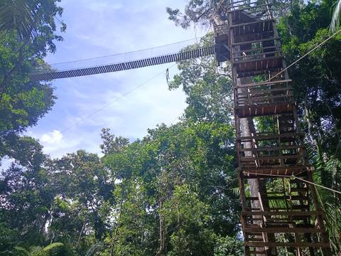 Tall wooden observation tower and hanging canopy bridge stretching above jungle treetops.