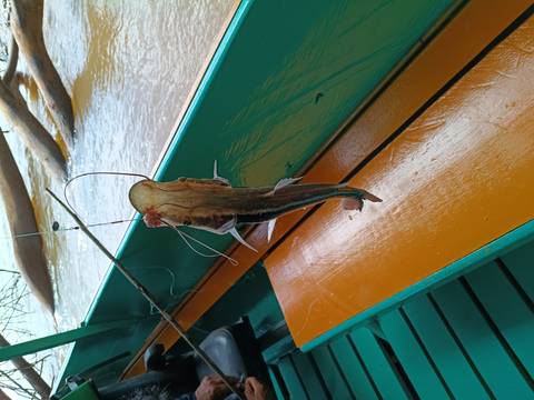 Freshly caught catfish hanging from a fishing line inside a painted wooden boat.