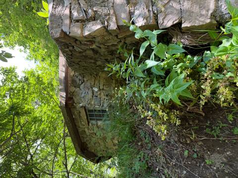 Stone hut partly hidden by lush green foliage in a forest clearing