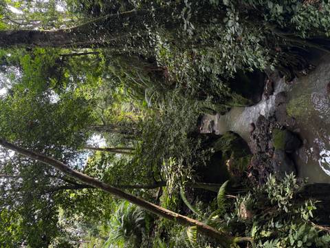 A narrow jungle stream winds through dense tropical forest with moss-covered rocks and ferns.