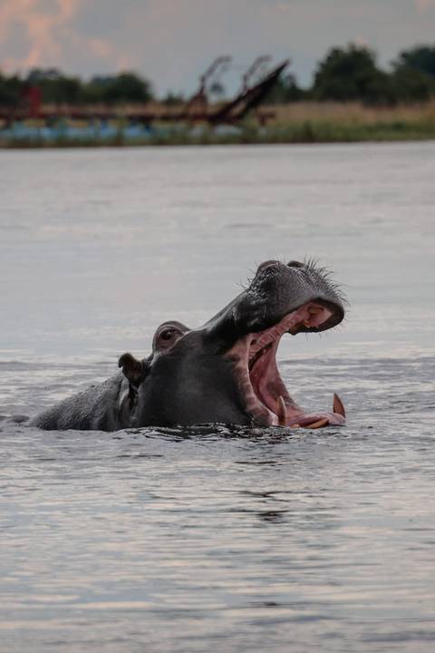 A hippopotamus emerging from the water with its mouth wide open, showing teeth and pink palate against a calm grey surface.