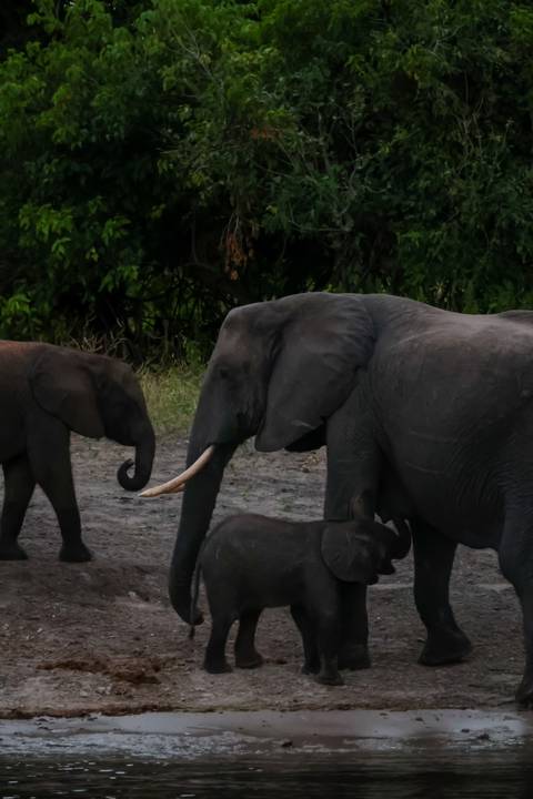 Adult elephant with calf walking on a muddy clearing bordered by dense green foliage.