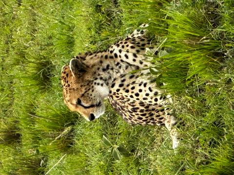 Cheetah lying in tall green grass, looking alertly to one side with spotted coat visible.