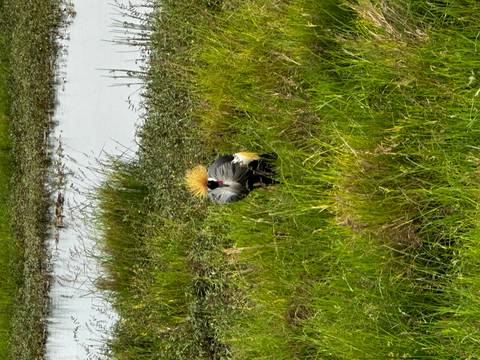 Grey crowned crane standing in lush green marsh grass near a reflective water pool.