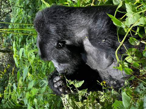 Silverback gorilla seated among dense jungle foliage, nibbling on leaves held in its hand.