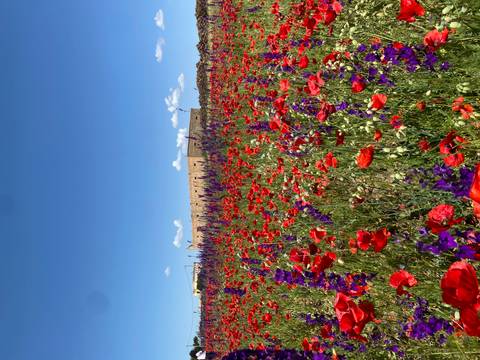 Vibrant field of red poppies and purple wildflowers stretches toward a stone farm building beneath a bright blue sky.