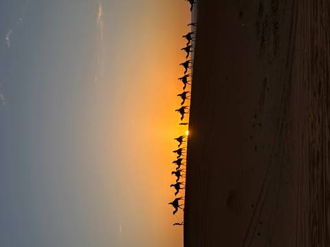 Long line of camel riders silhouettes against a vibrant orange sunset on a desert ridge.
