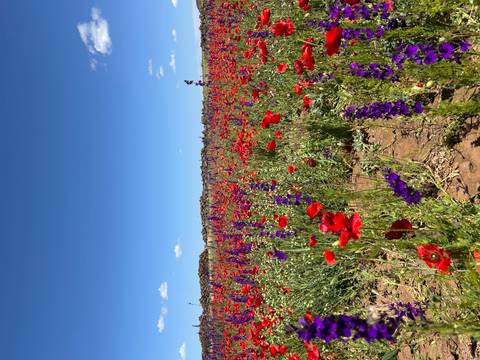 Close-up field of red poppies and purple larkspur under clear blue skies in rural Morocco.
