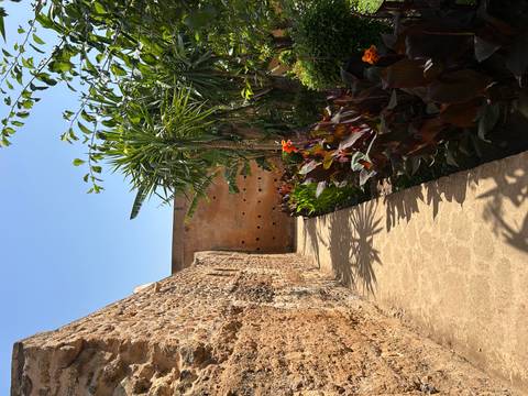 Sunny garden path bordered by tropical plants runs alongside an ochre stone wall.