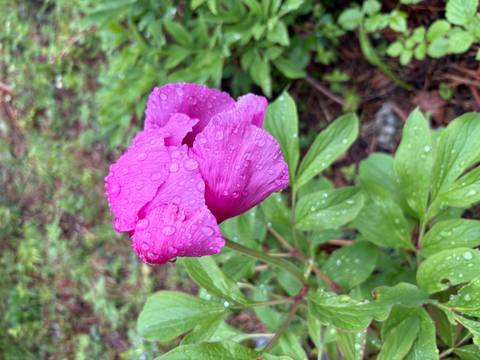 Bright pink wildflower covered in rain droplets against a blurred green background.