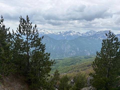 Layered mountain ridges with lingering spring snow seen through pine trees under cloudy skies.