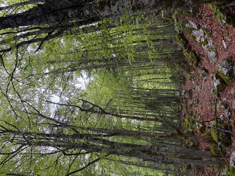 Shaded forest trail with moss-covered rocks and tall beech trees in early spring.
