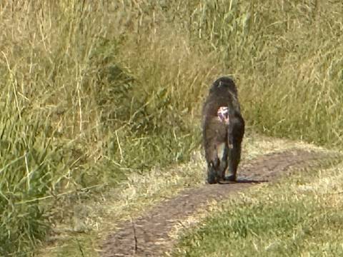 Rear view of a lone baboon walking down a dirt track through tall dry grass.